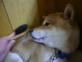 動画:まめブラッシング